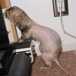 Ferret Pet Insurance Good Ferret Pet Insurance is Hard to Find