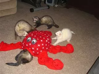 Octoplay Ferret Toy 3