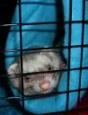 Ferret Bedding comes in all shapes and sizes, here is a tube