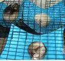 Ferret Bedding is important